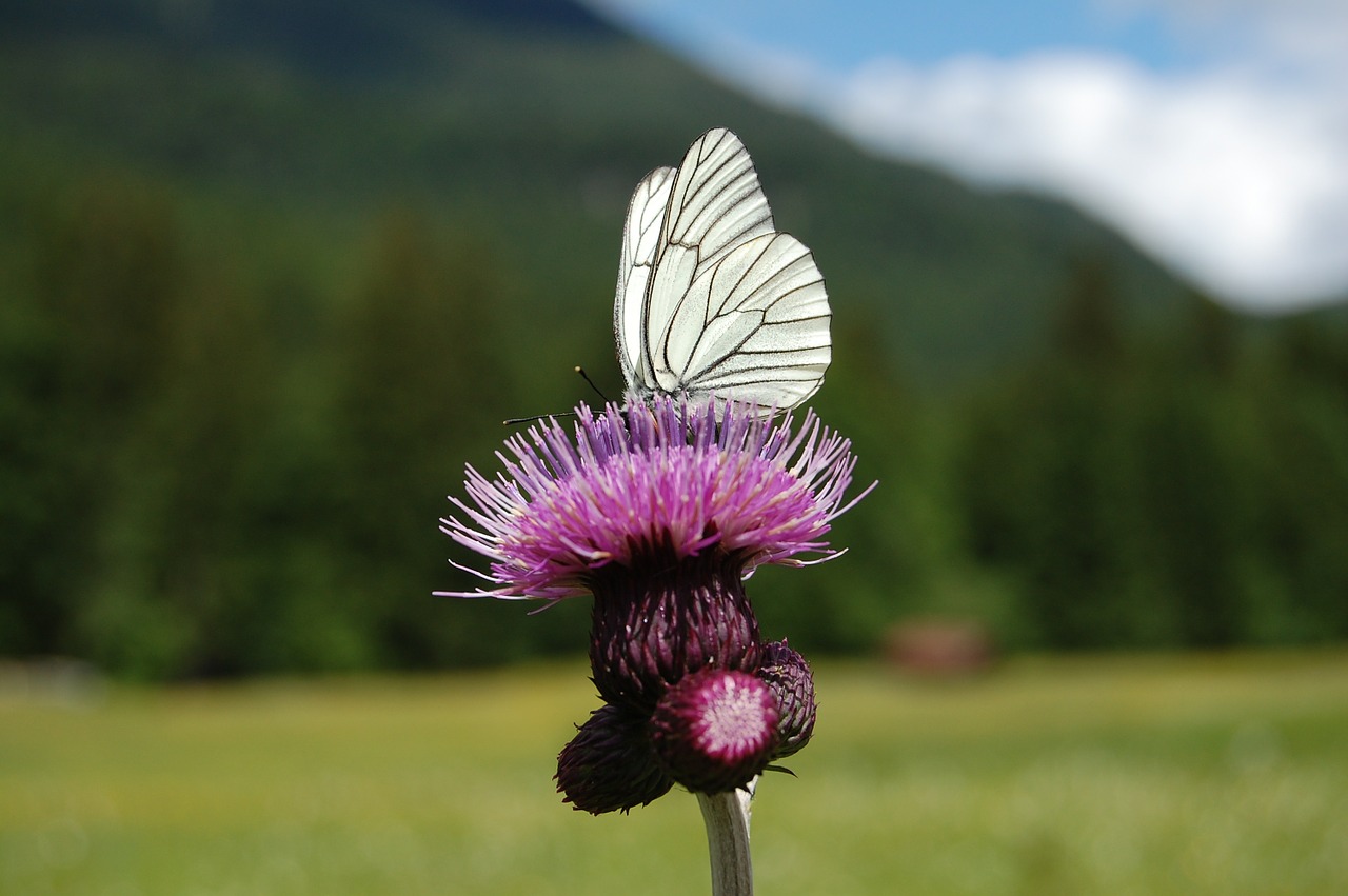 butterfly thistle close free photo