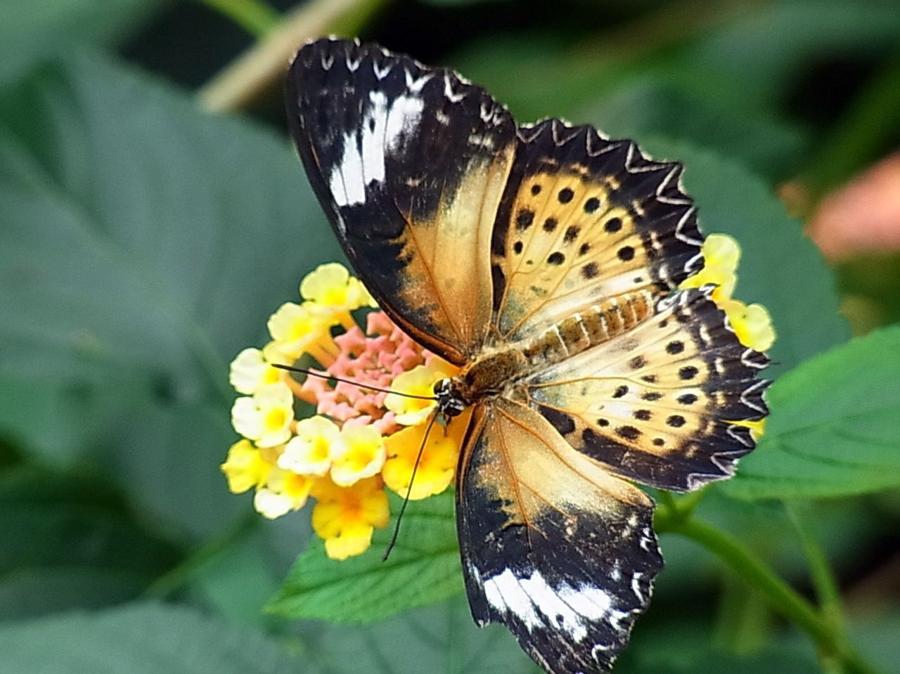 butterfly exot tropical free photo