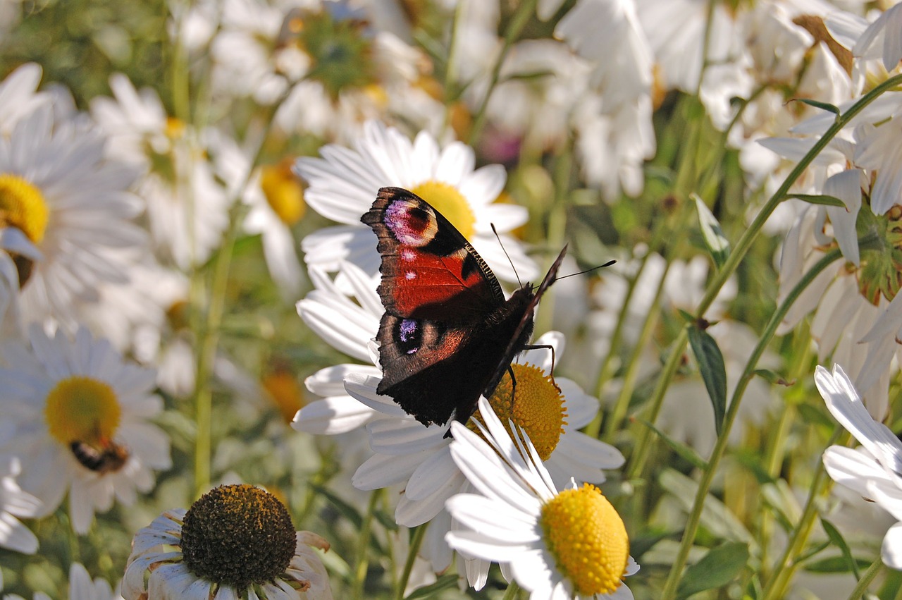 butterfly nature flower free photo