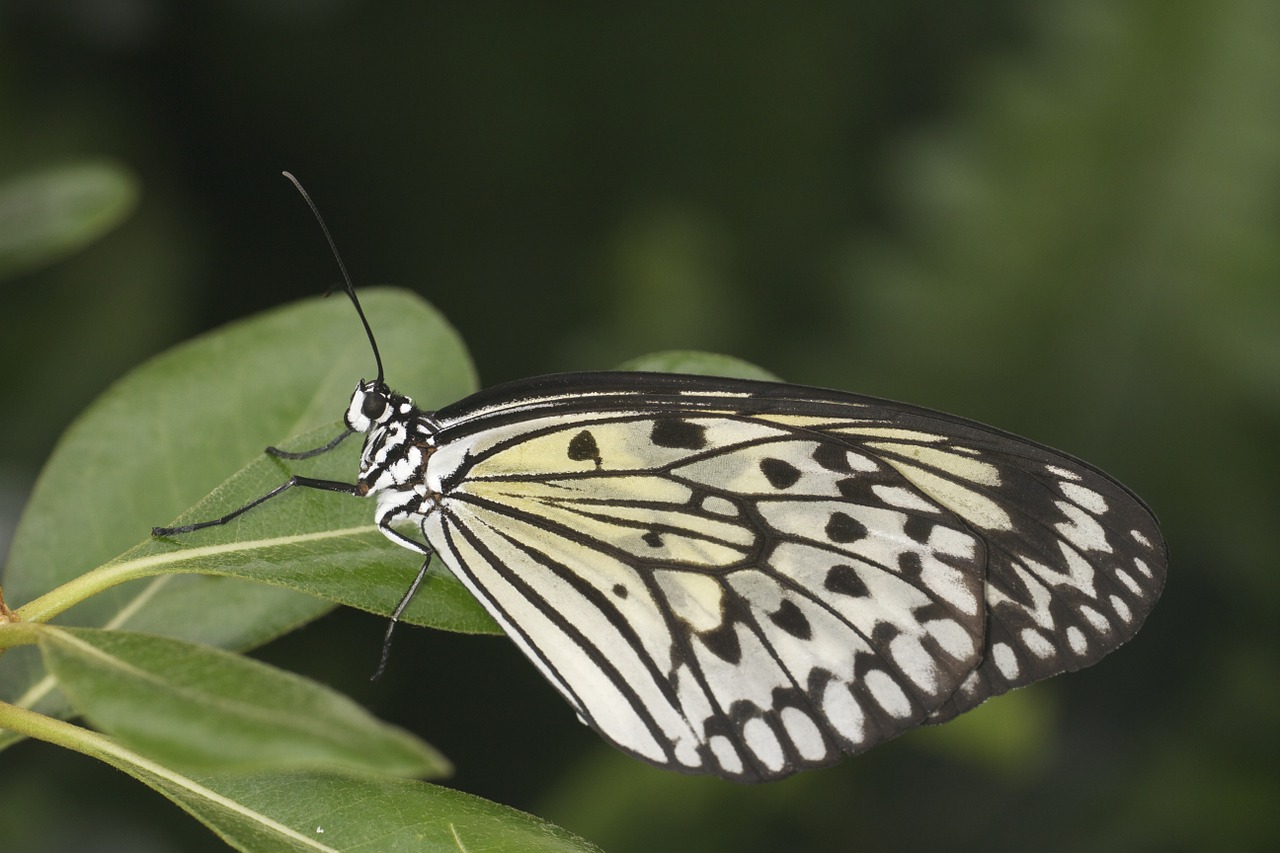 butterfly spring nature free photo