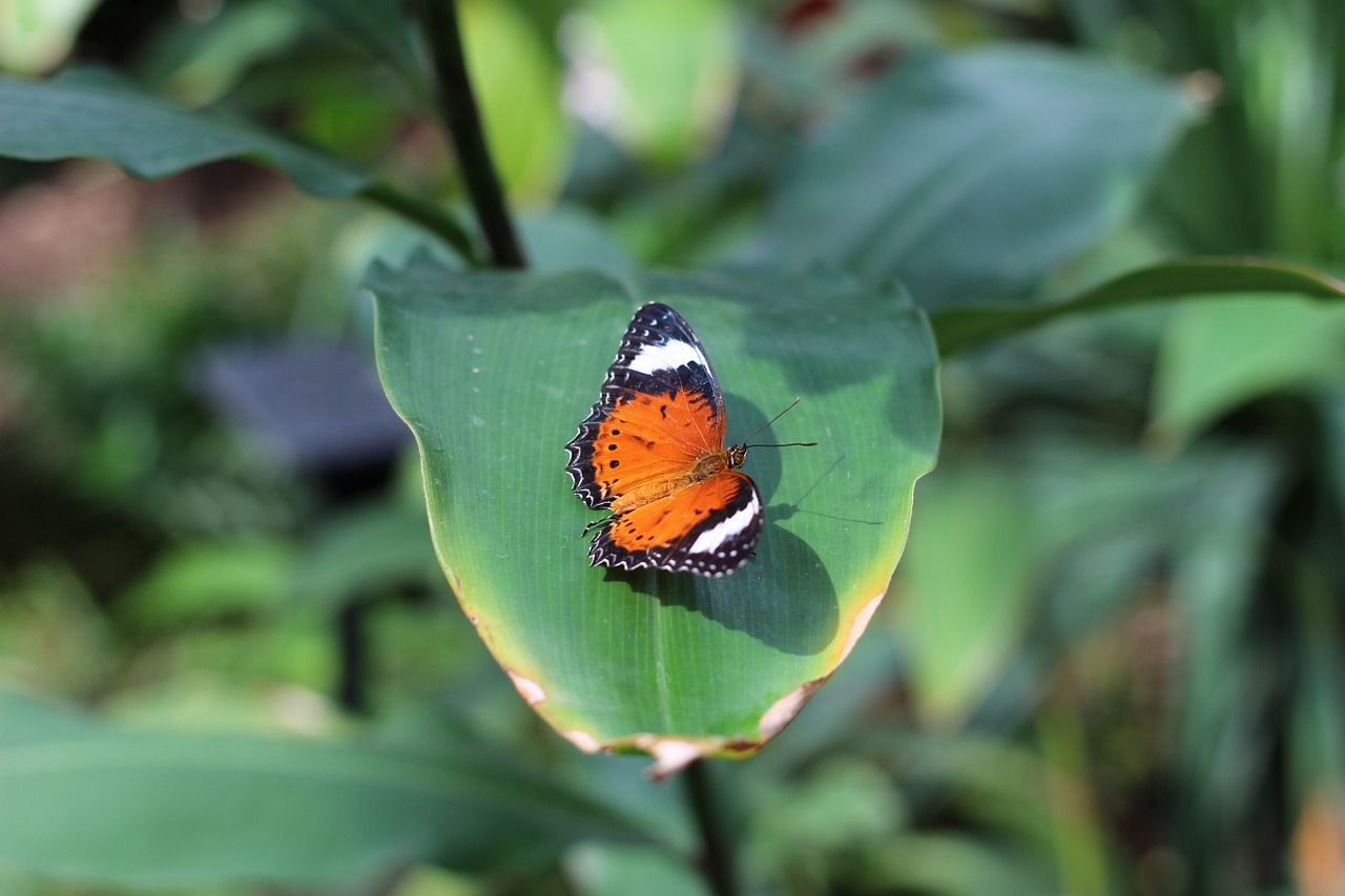 butterfly zoo insect free photo