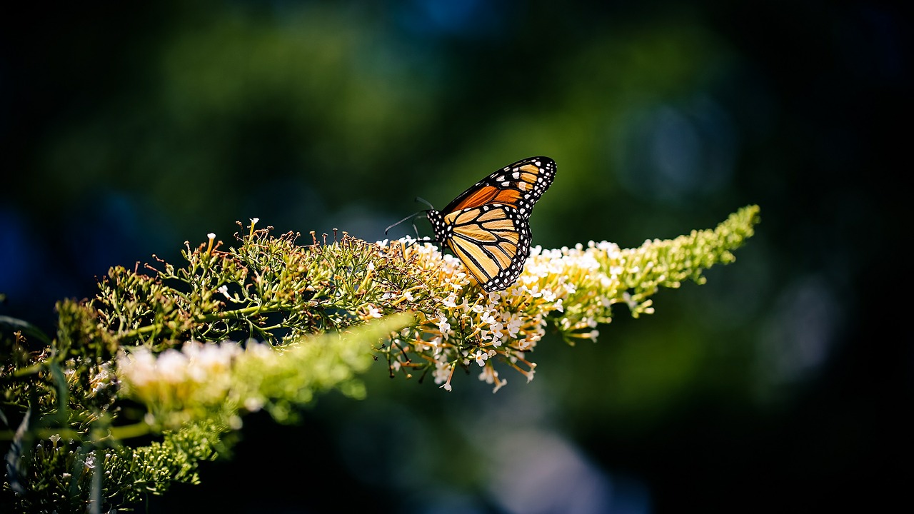 butterfly insect nature free photo