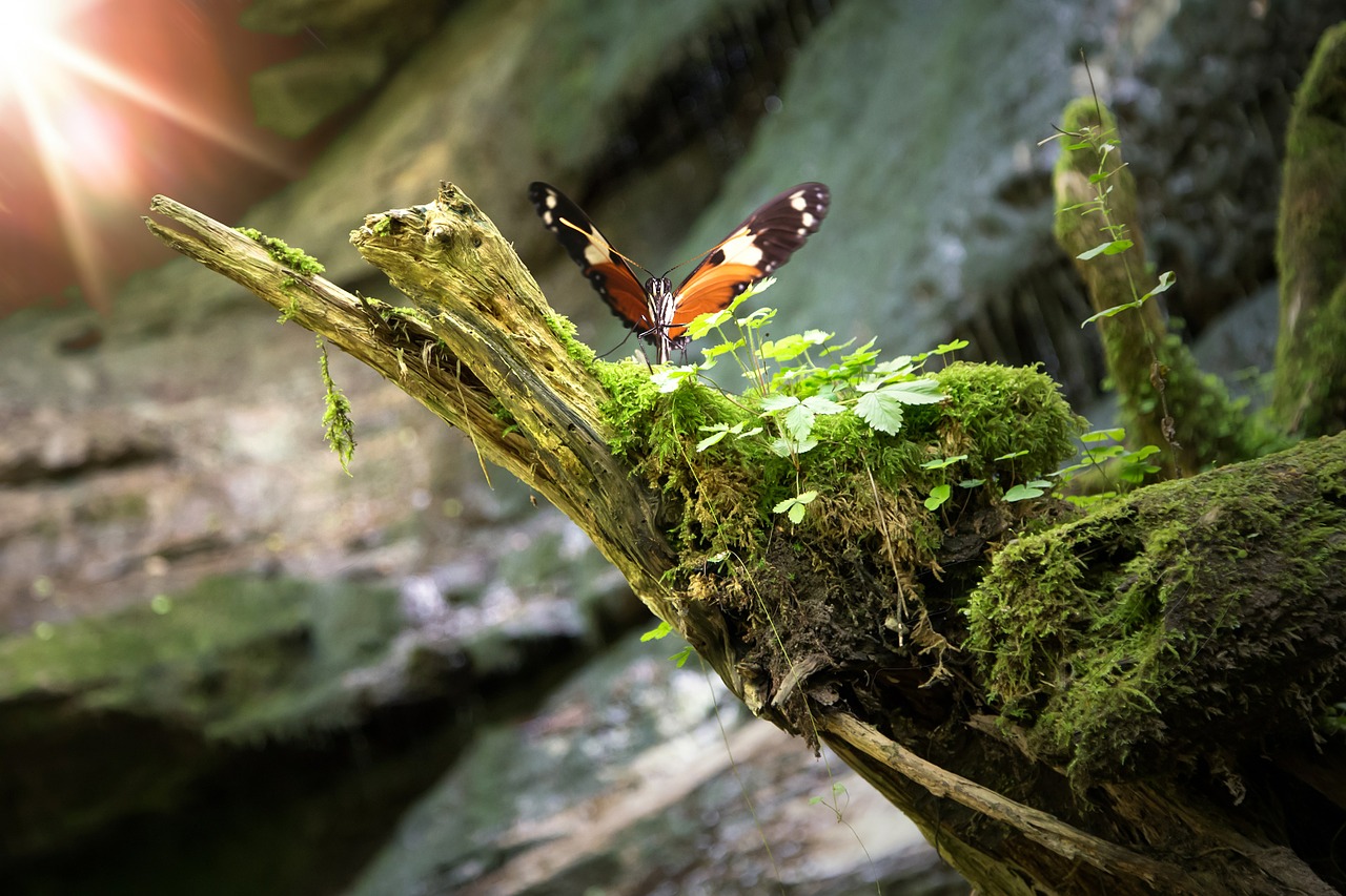 butterfly insect nature free photo