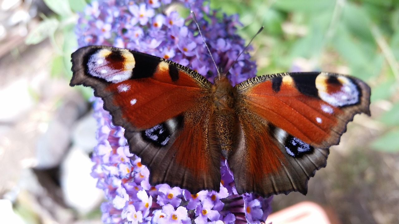 butterfly peacock butterfly summer lilac free photo