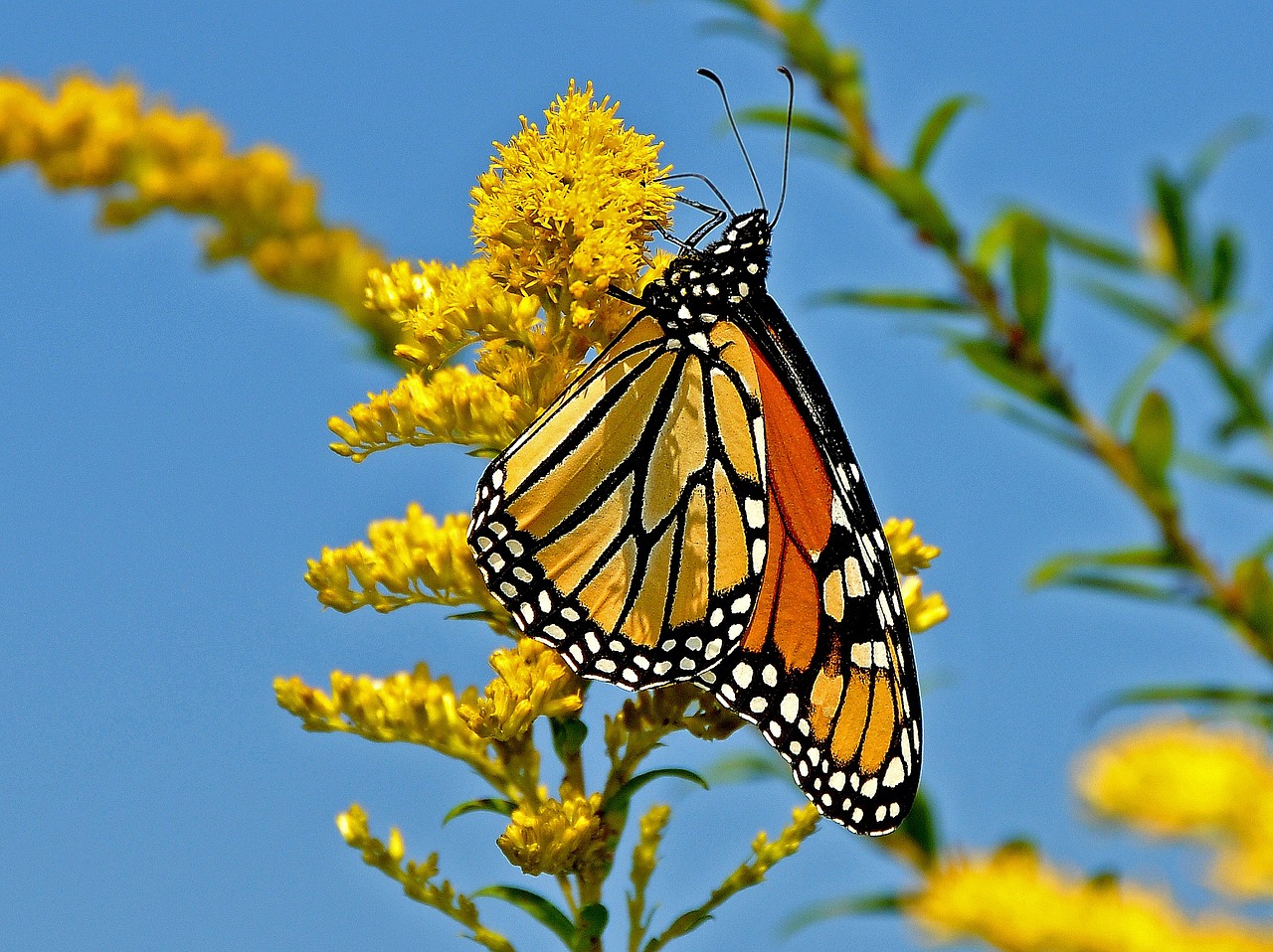 butterfly flower spring free photo