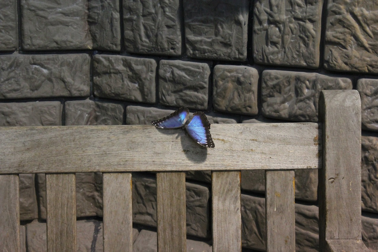 butterfly lake dusia wall free photo