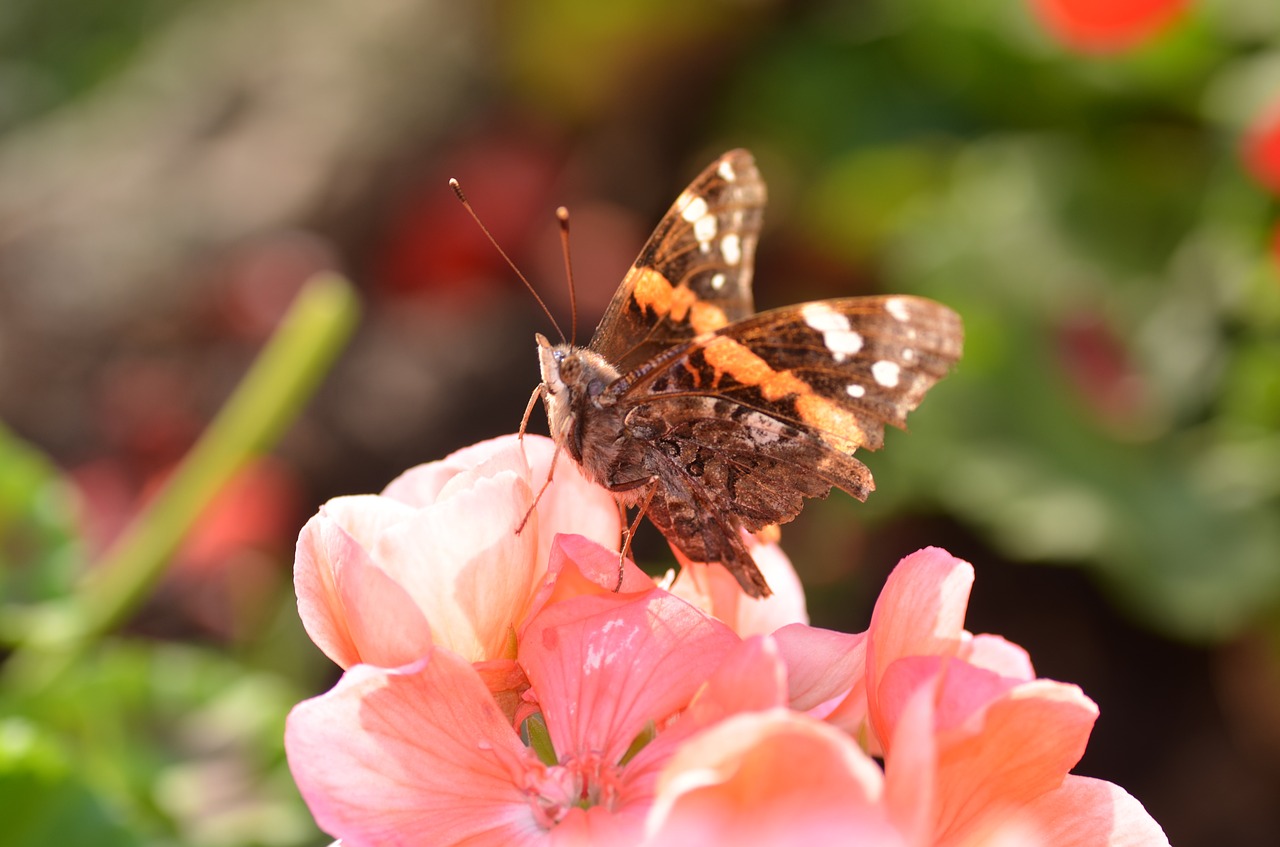 butterfly pelargonium flower free photo