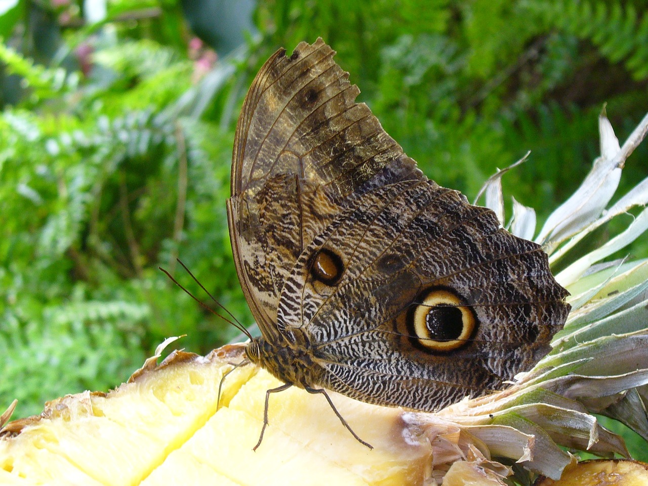 butterfly eye brown free photo