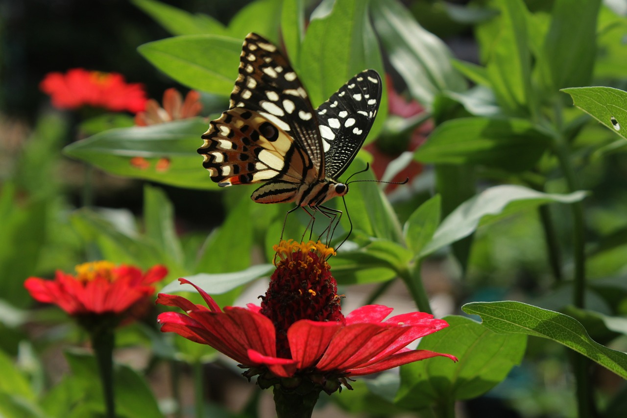 butterfly garden nature free photo