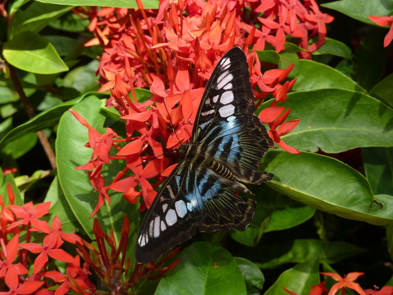 butterfly blossom bloom free photo