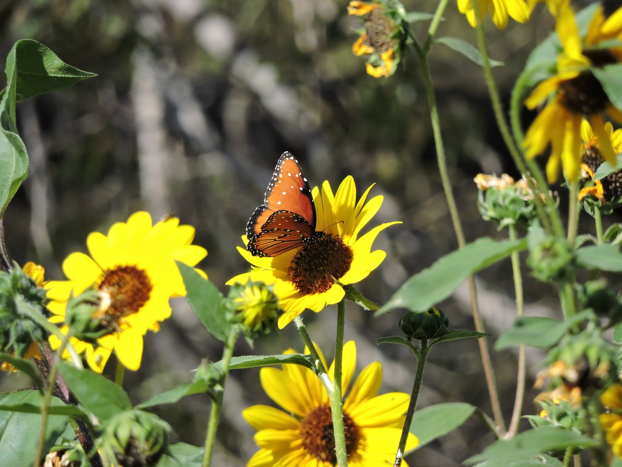 butterfly monarch flower free photo