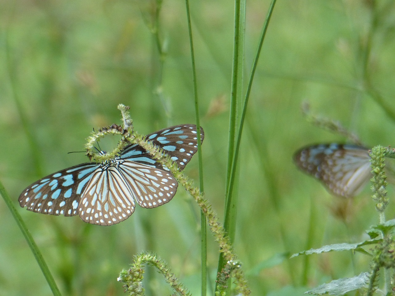 butterfly green insect free photo