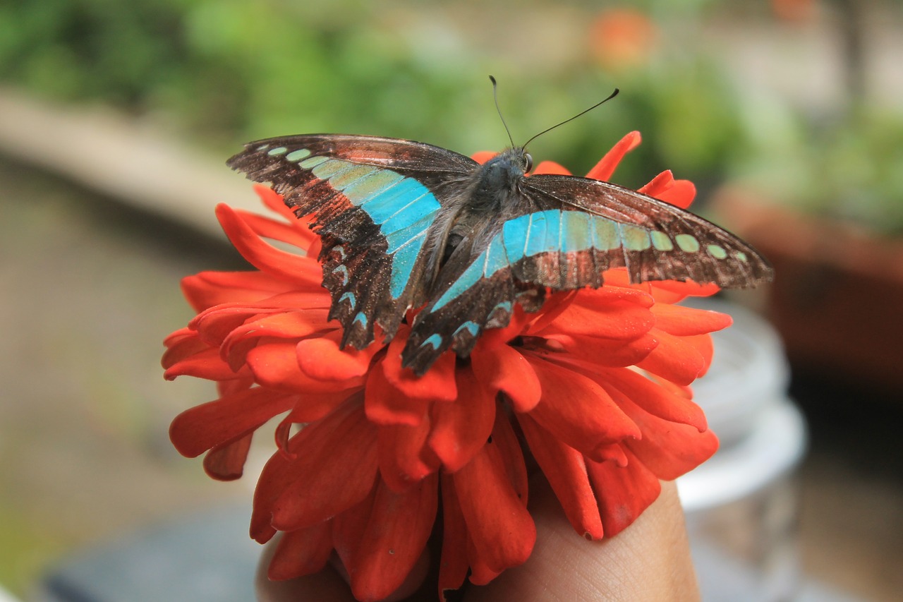 butterfly blue animal free photo