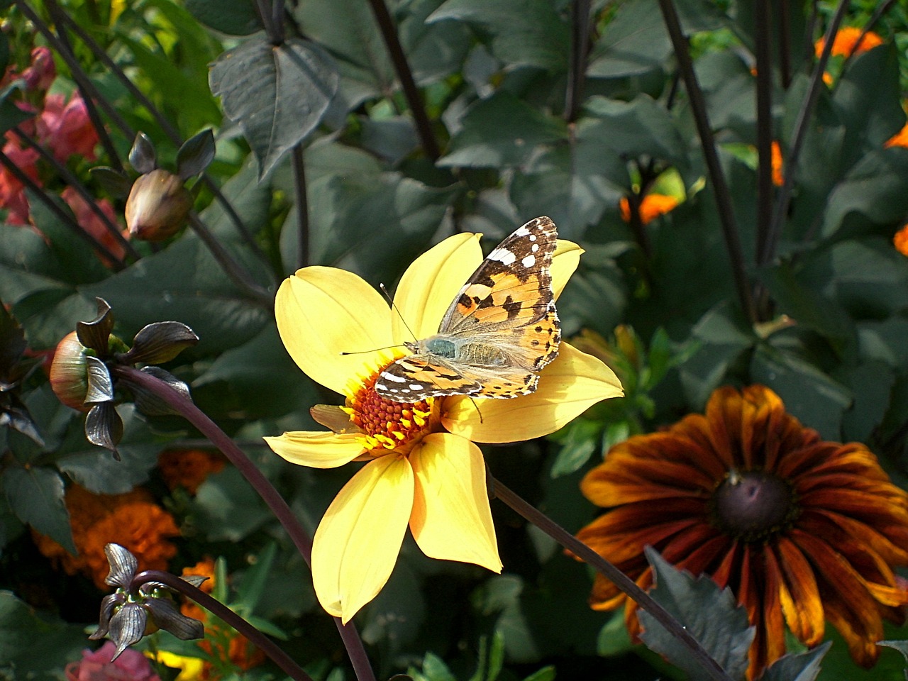 butterfly insect animal free photo