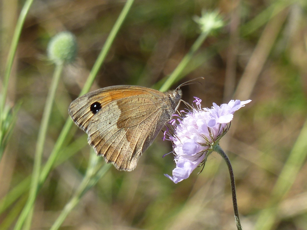 butterfly pincushion flower close free photo