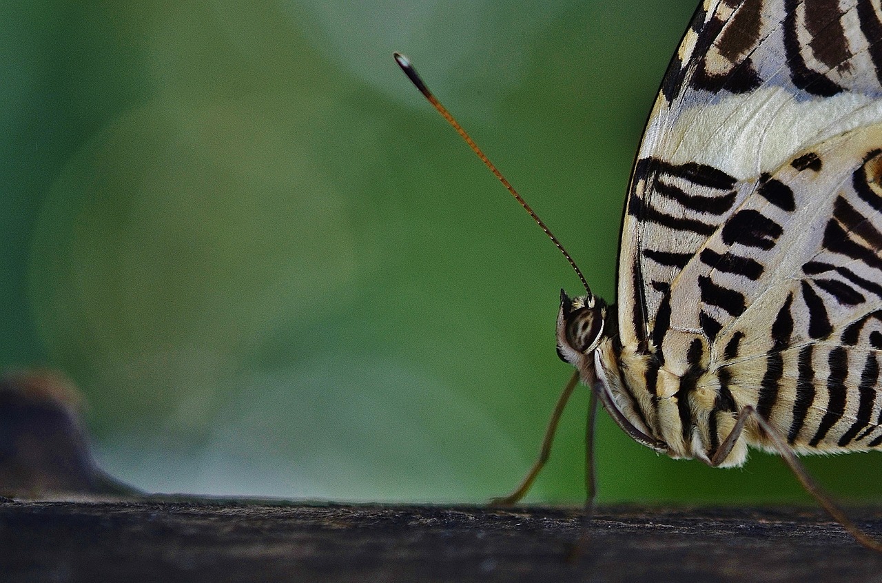 butterfly animal insect free photo