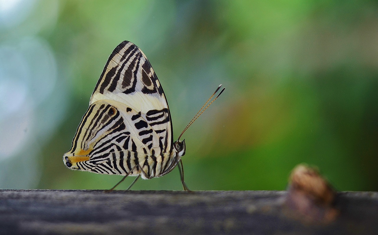 butterfly animal insect free photo