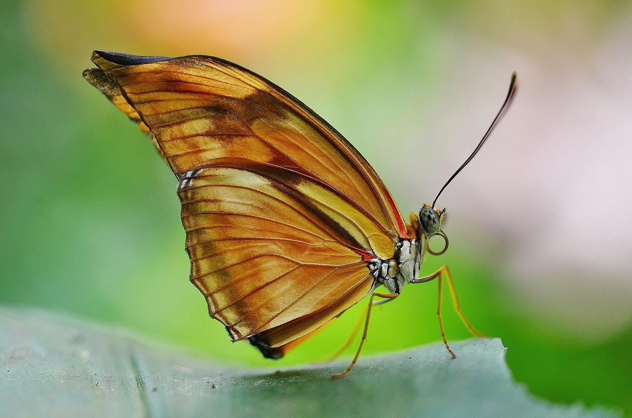 butterfly orange insect free photo