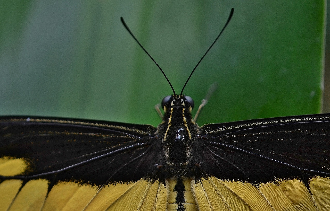 butterfly insect yellow free photo