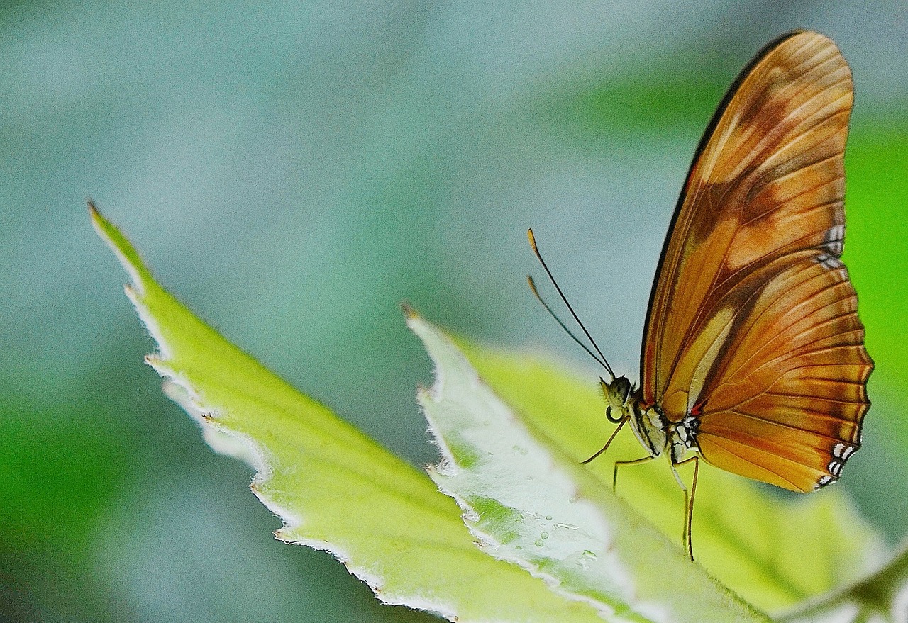 butterfly insect nature free photo