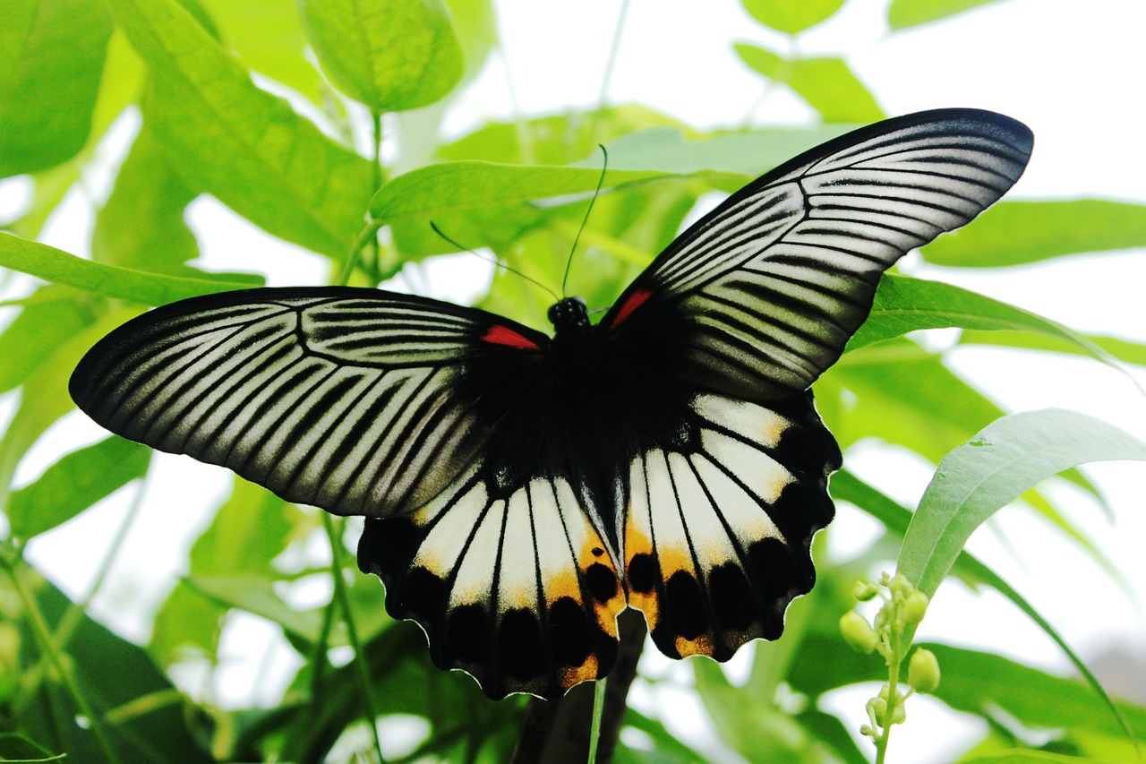 butterfly black white free photo