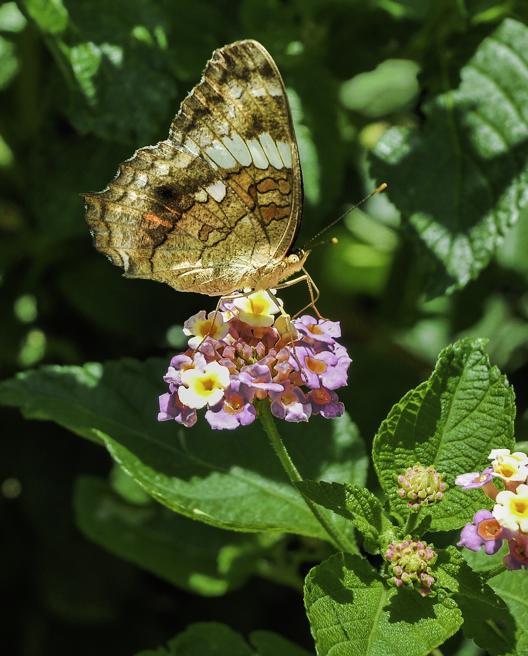 butterfly garden flowers free photo