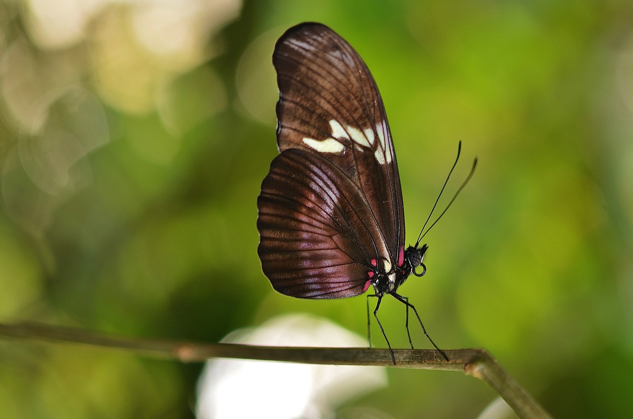 butterfly animal nature free photo