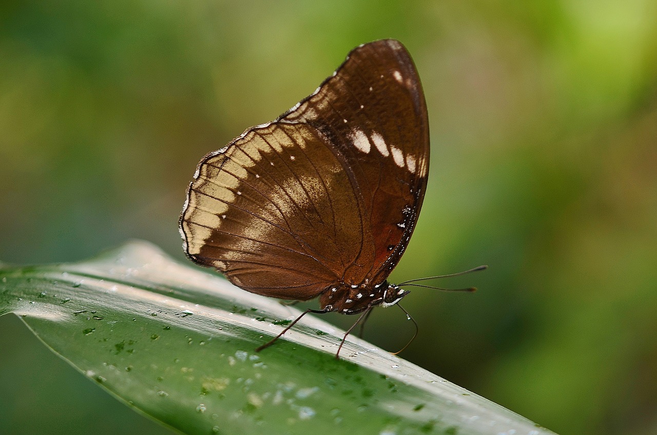 butterfly animal nature free photo