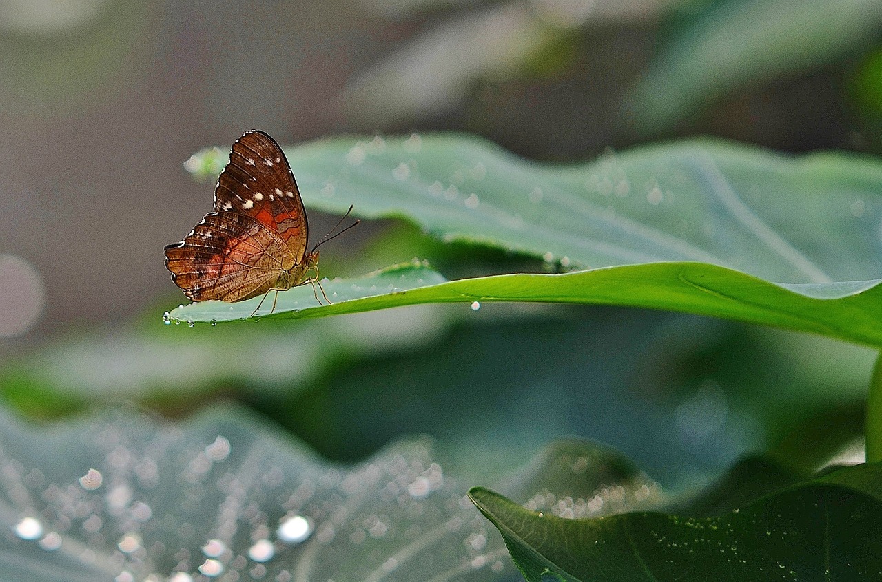 butterfly animal nature free photo