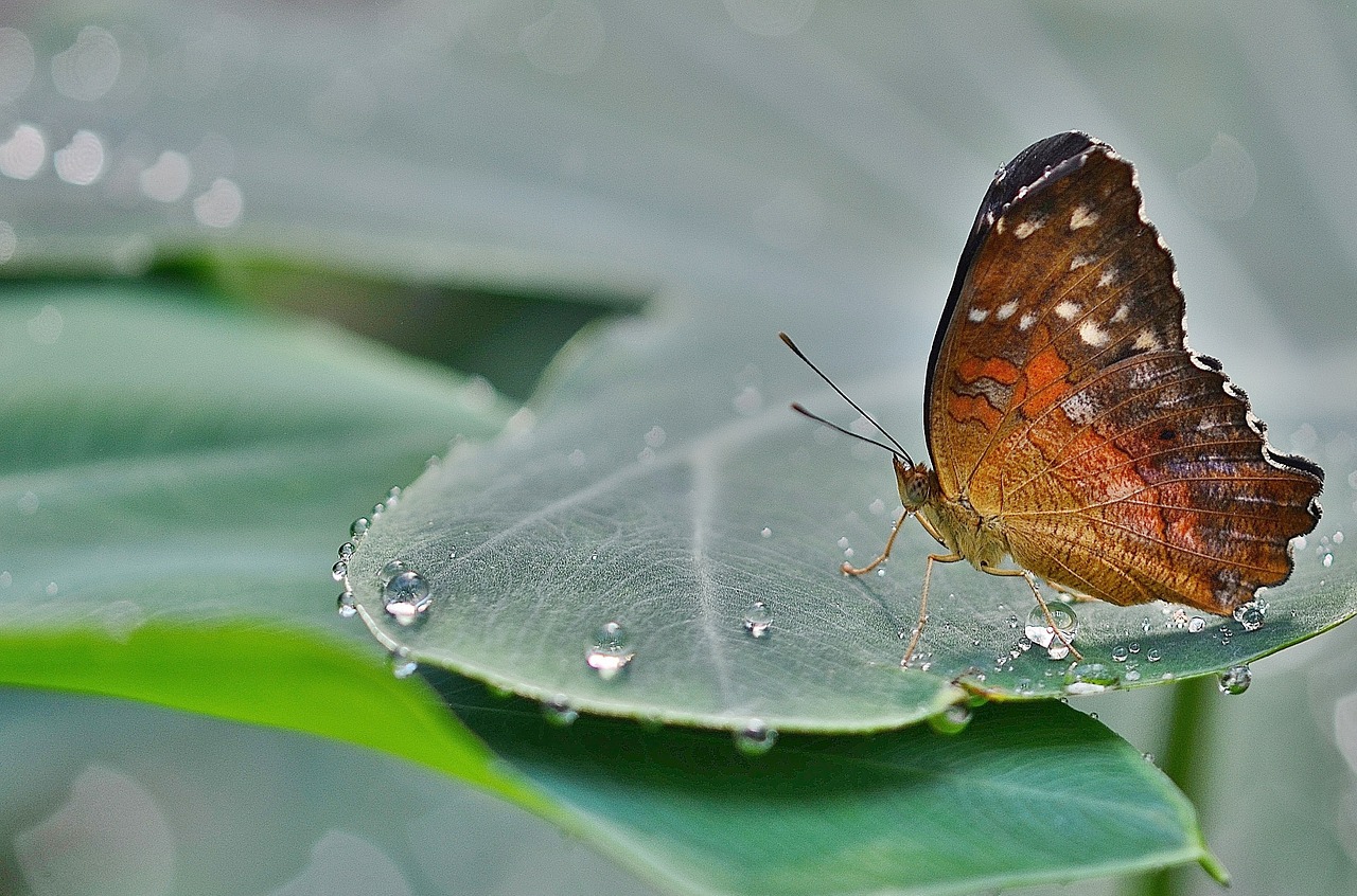 butterfly animal nature free photo