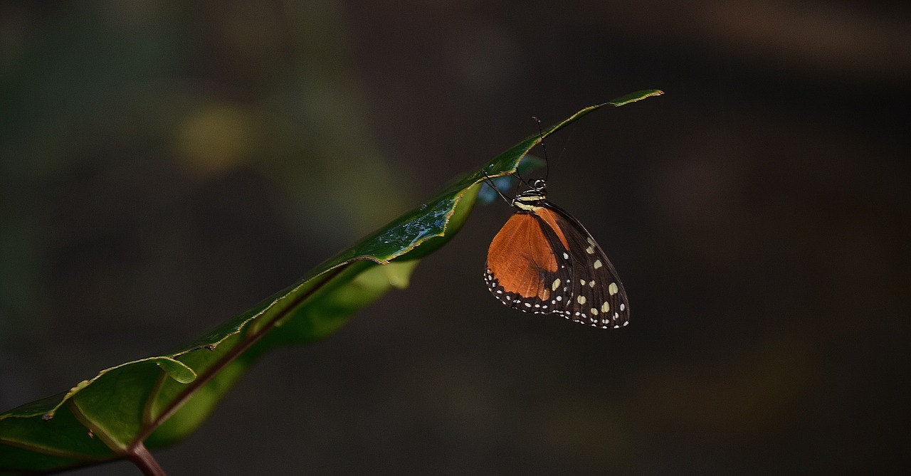 butterfly animal nature free photo