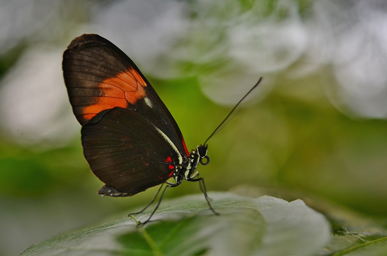 butterfly animal nature free photo