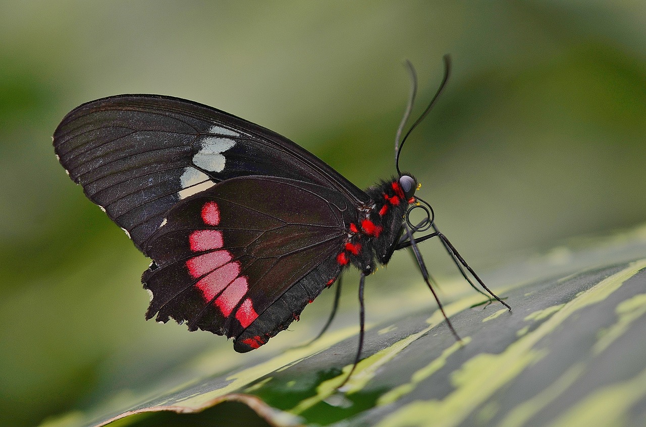 butterfly animal insect free photo