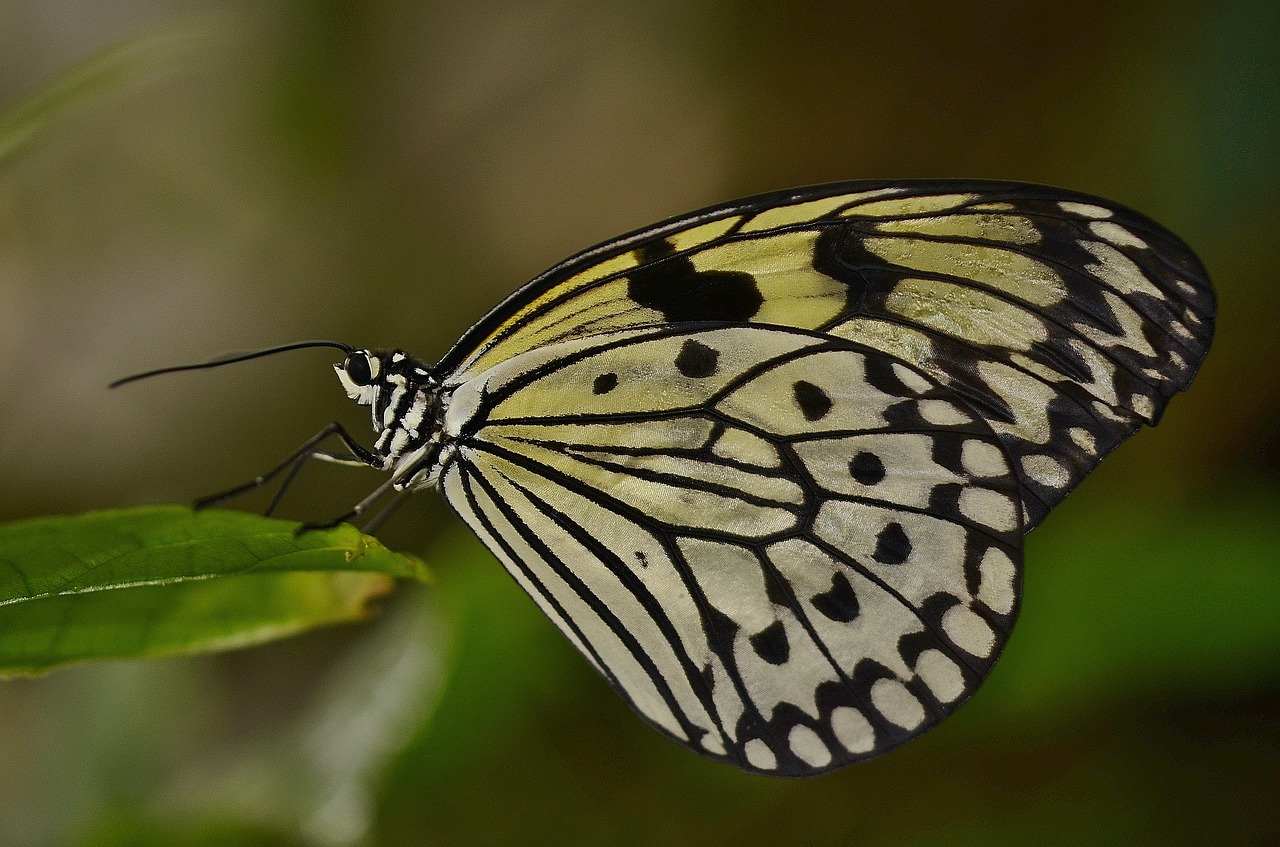 butterfly animal insect free photo