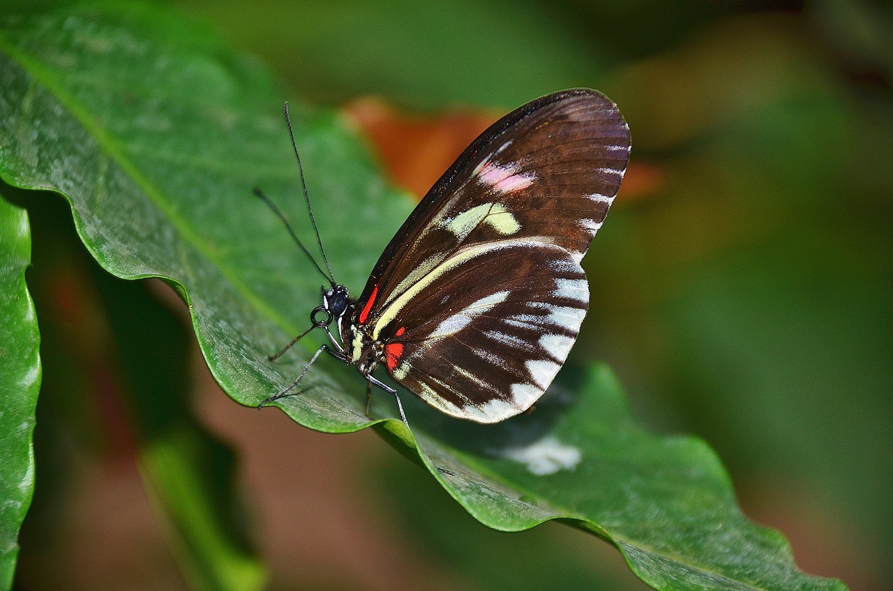 butterfly animal insect free photo