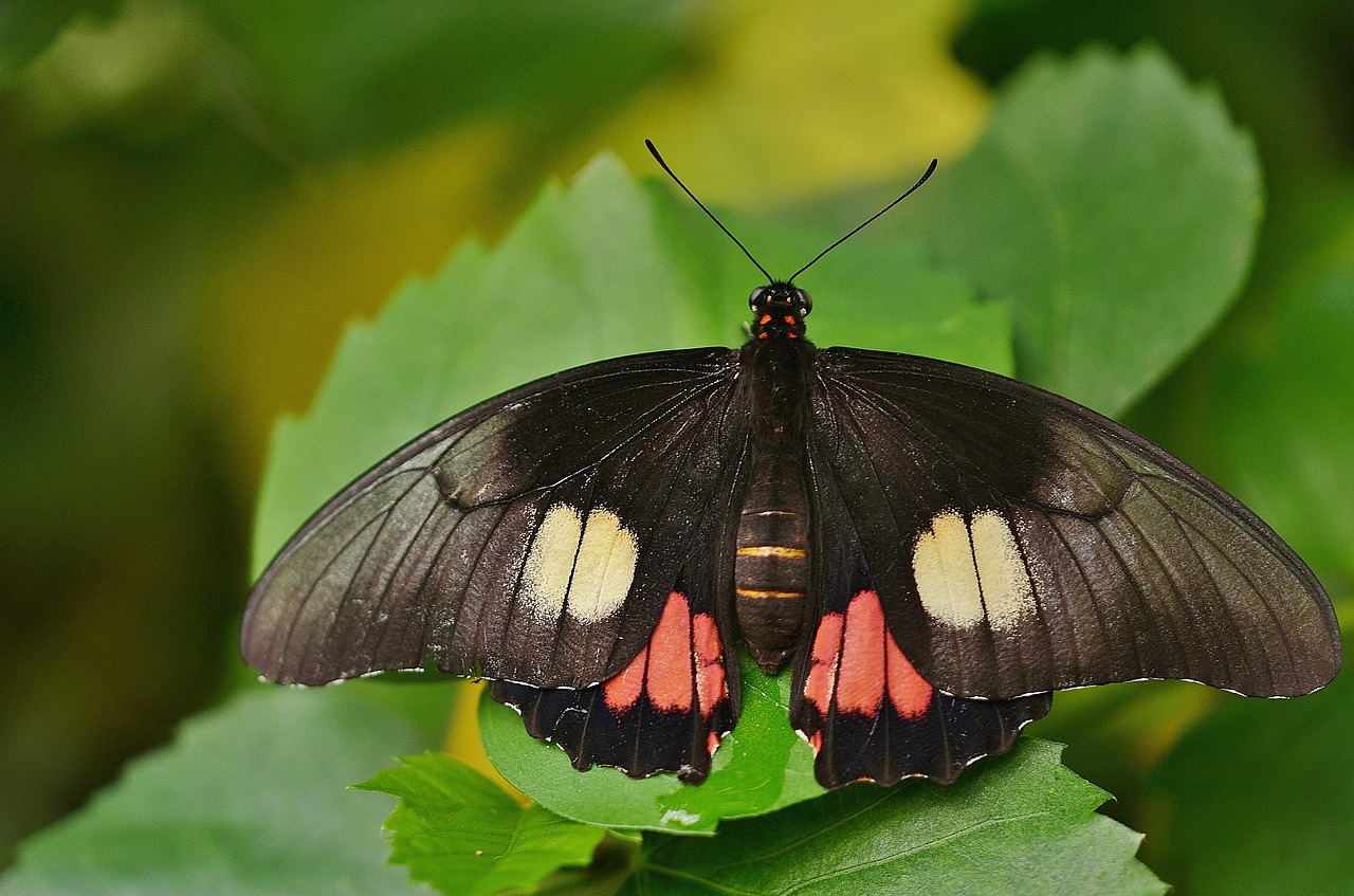 butterfly animal nature free photo