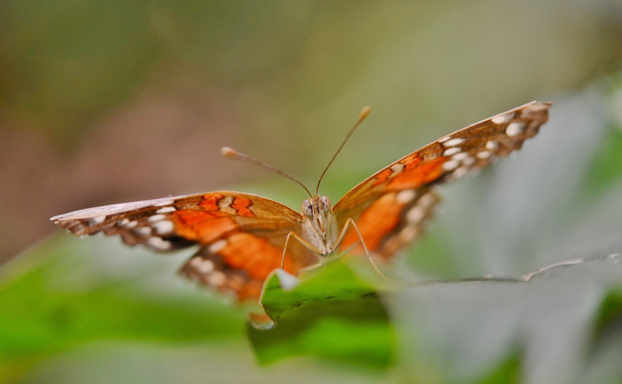 butterfly animal nature free photo