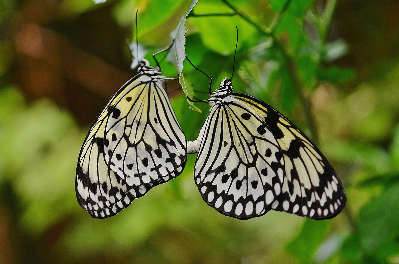 butterfly animal nature free photo