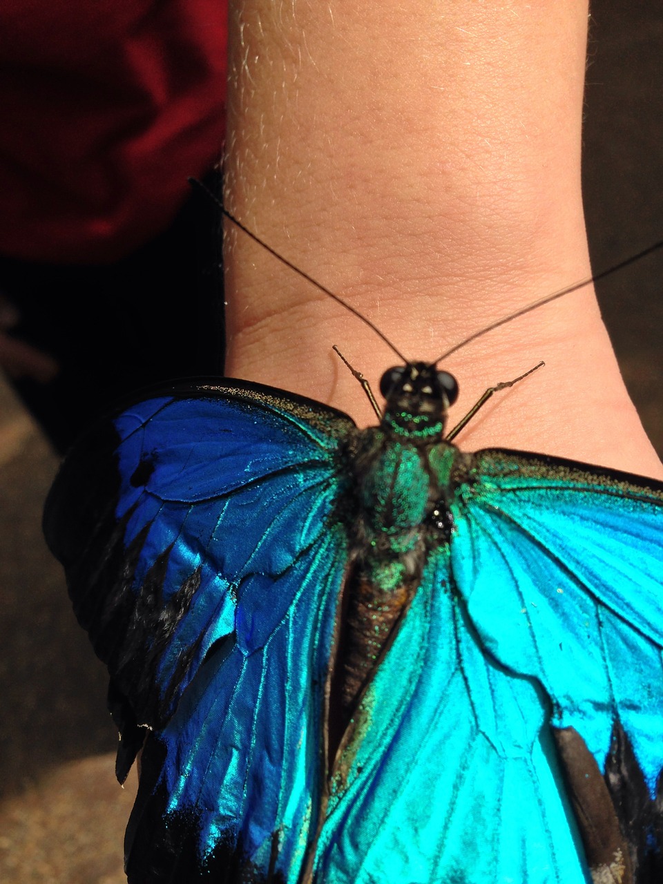 butterfly texture macro free photo