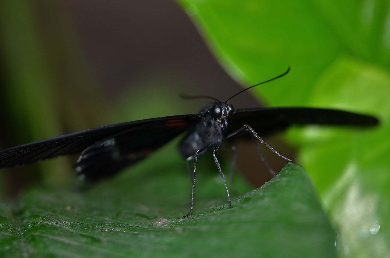 butterfly black nature free photo