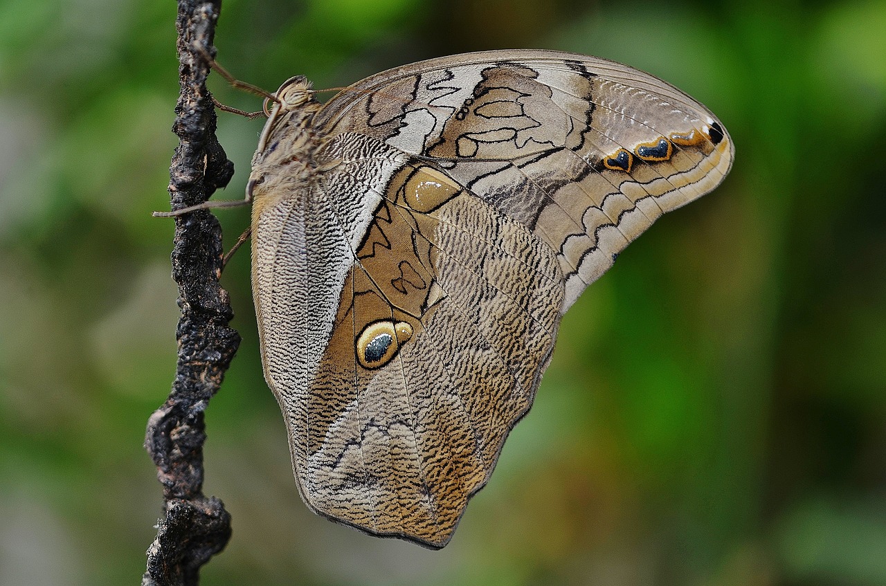 butterfly animal insect free photo