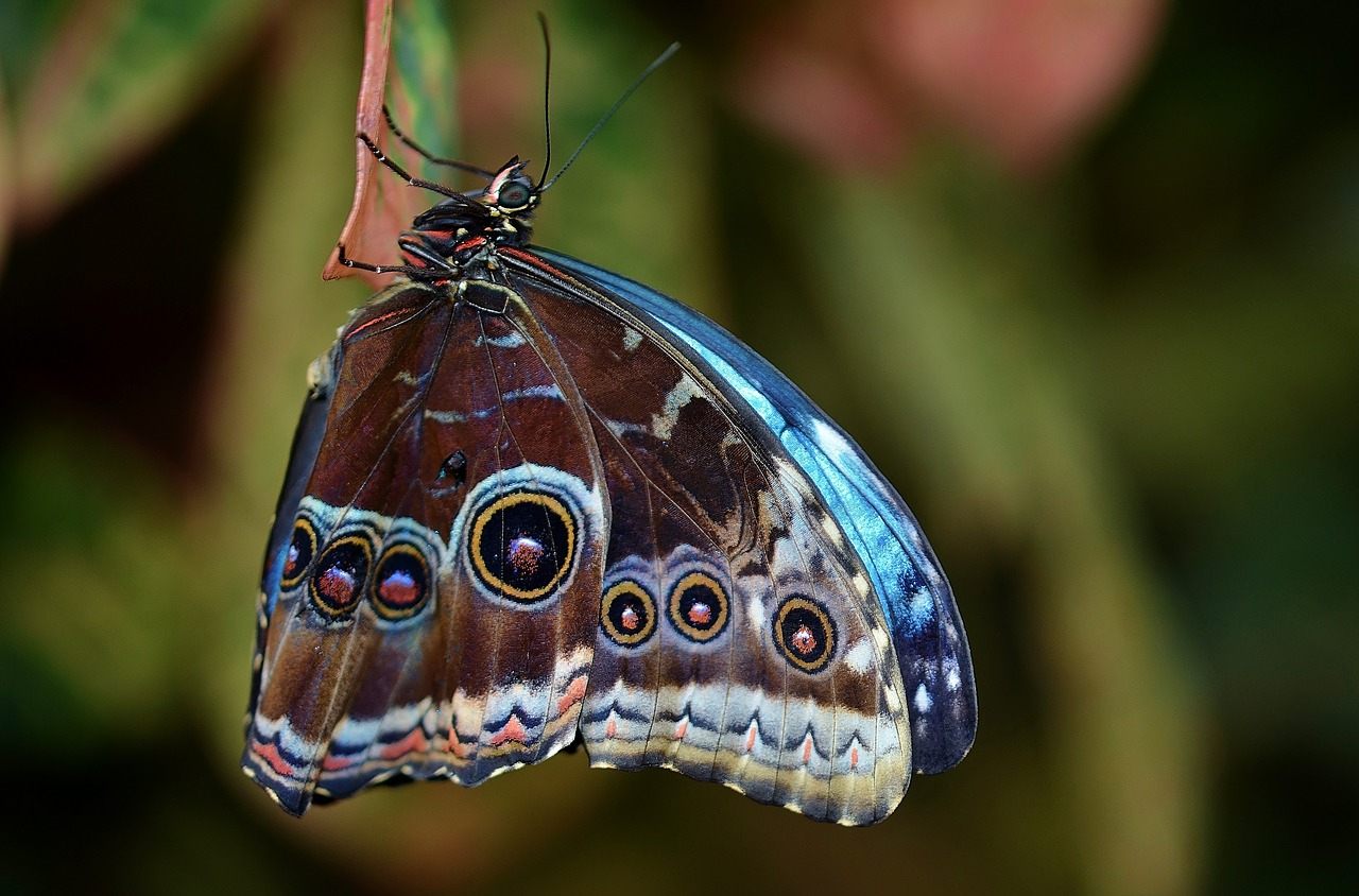 butterfly animal insect free photo