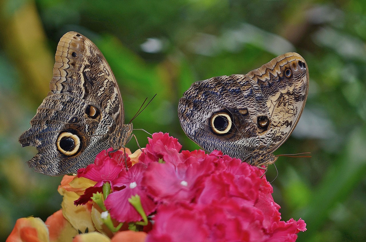 butterfly animal insect free photo