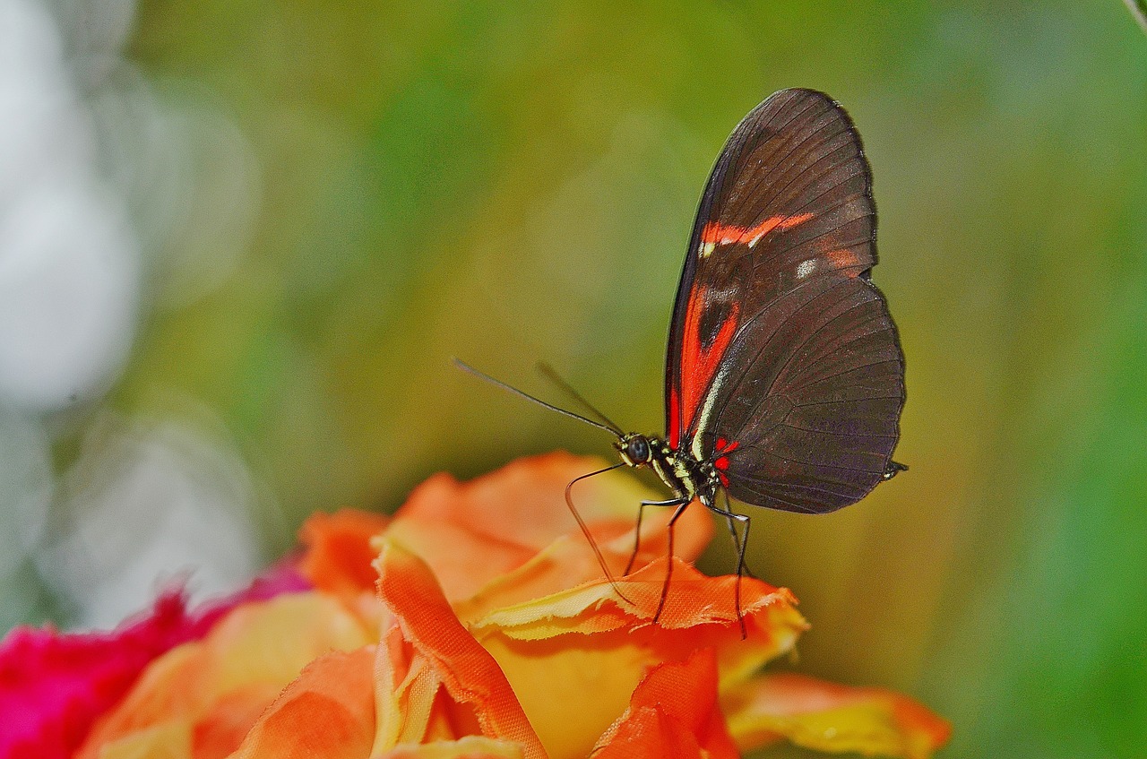 butterfly animal insect free photo