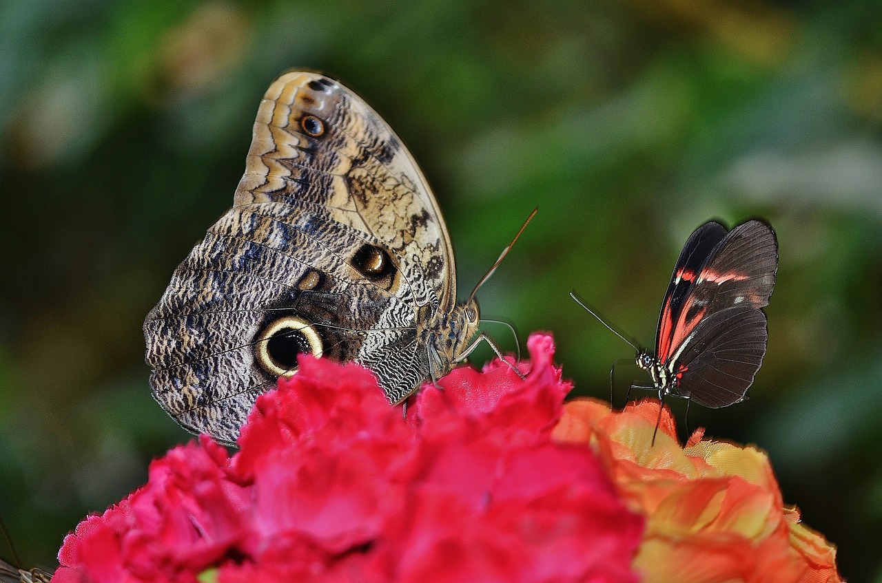 butterfly animal insect free photo