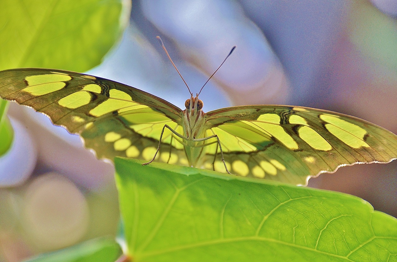 butterfly insect fly free photo