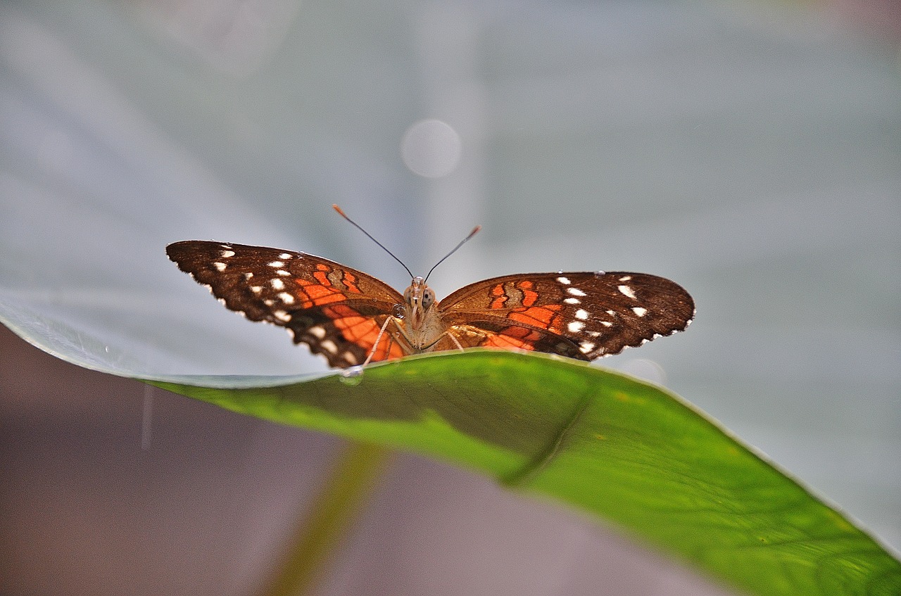 butterfly insect animal free photo