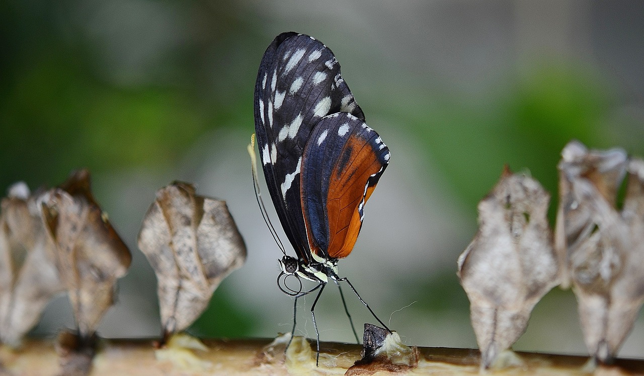 butterfly insect animal free photo