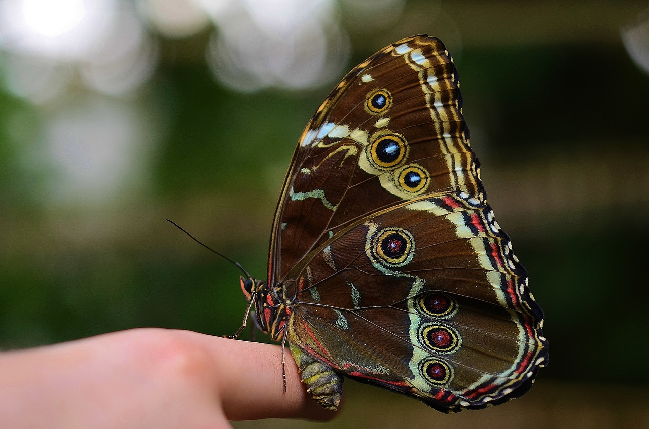 butterfly insect animal free photo