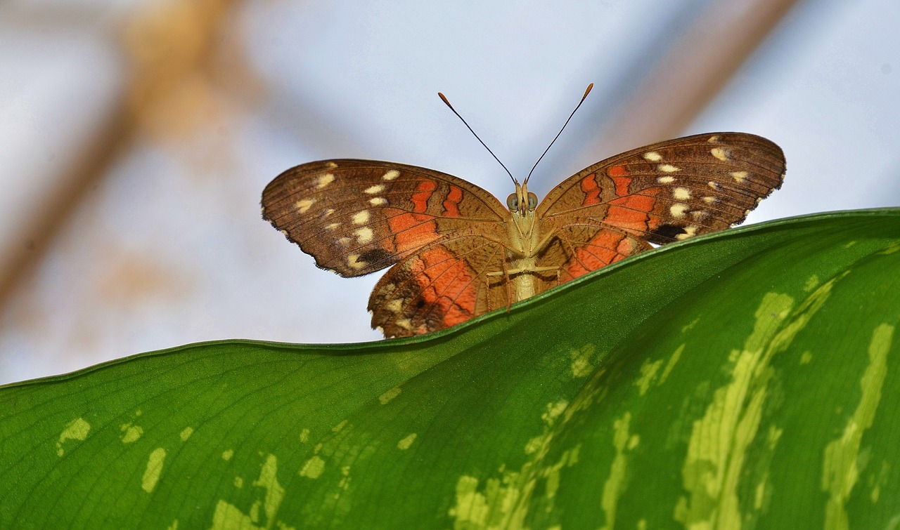 butterfly insect animal free photo